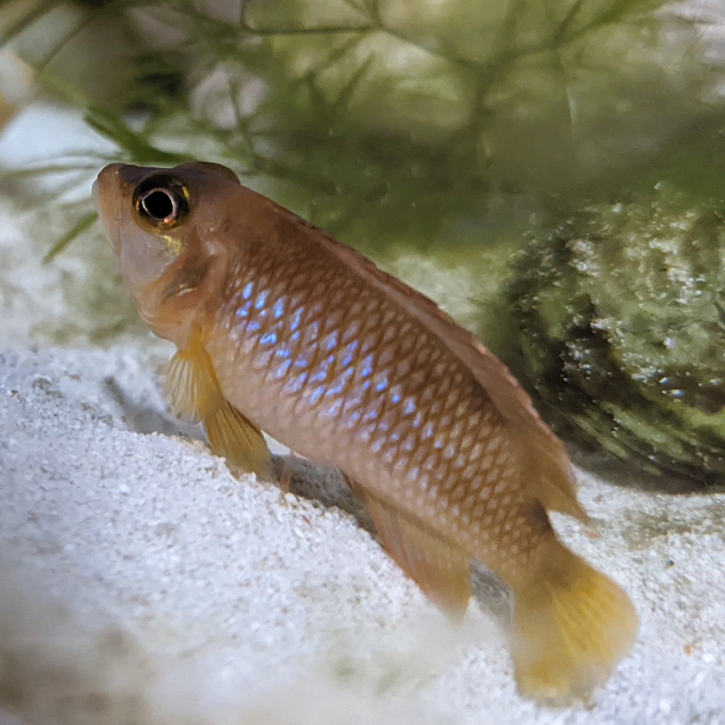Lamprologus Ocellatus - Gold Ocellatua