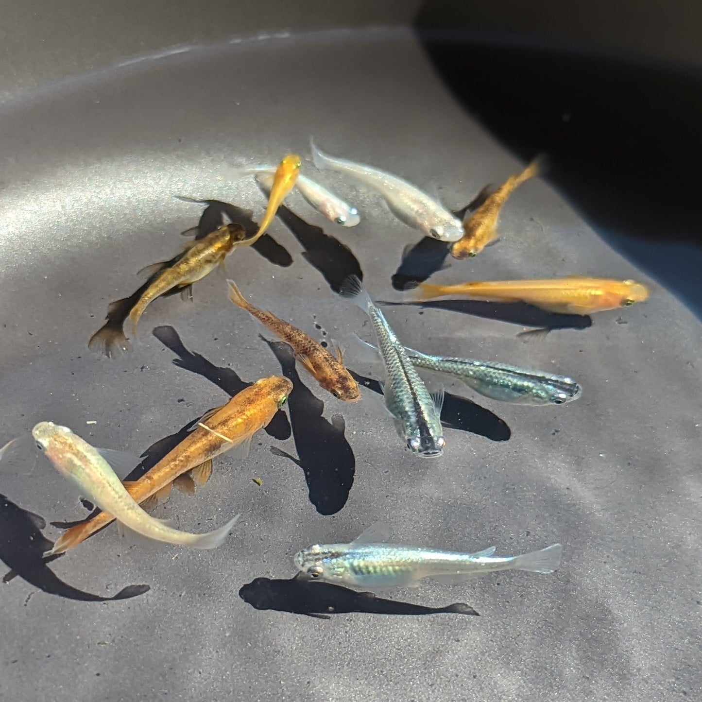 Medaka, Yokihi, Orange Medaka - Japanese Rice Fish - Oryzias Latipes
