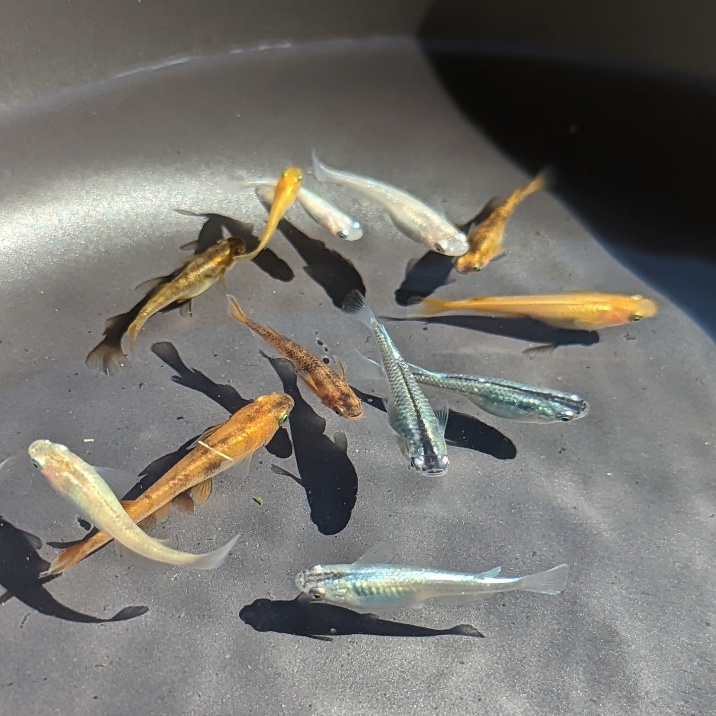 Mixed colour and types of Madaka swimming in black bowl