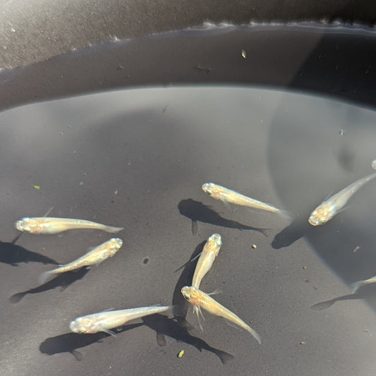 Pearl cream white medaka swiming in black bowl