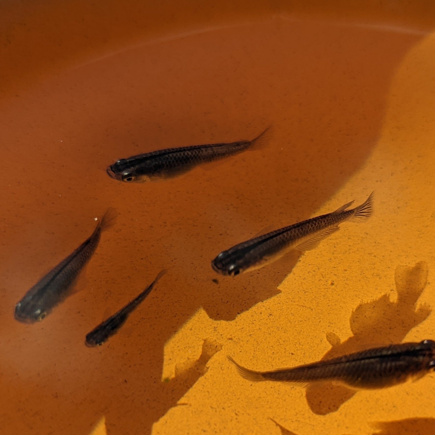 Medaka, Black - Japanese Rice Fish - Oryzias Latipes