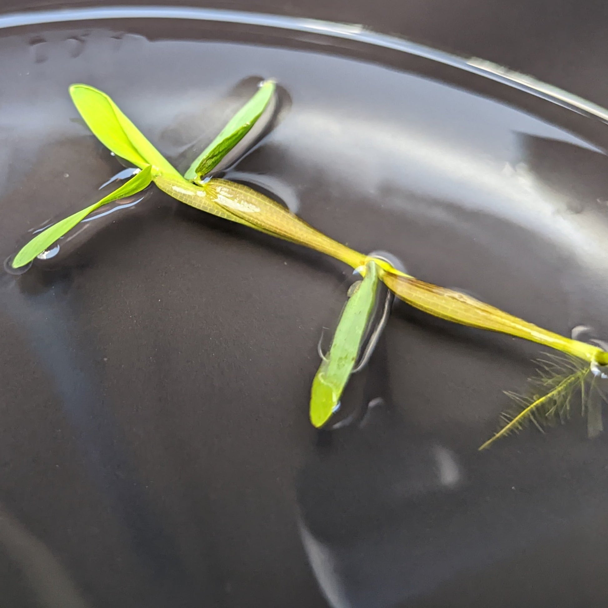 Plant - Floating Bamboo - Hygroryza Aristata