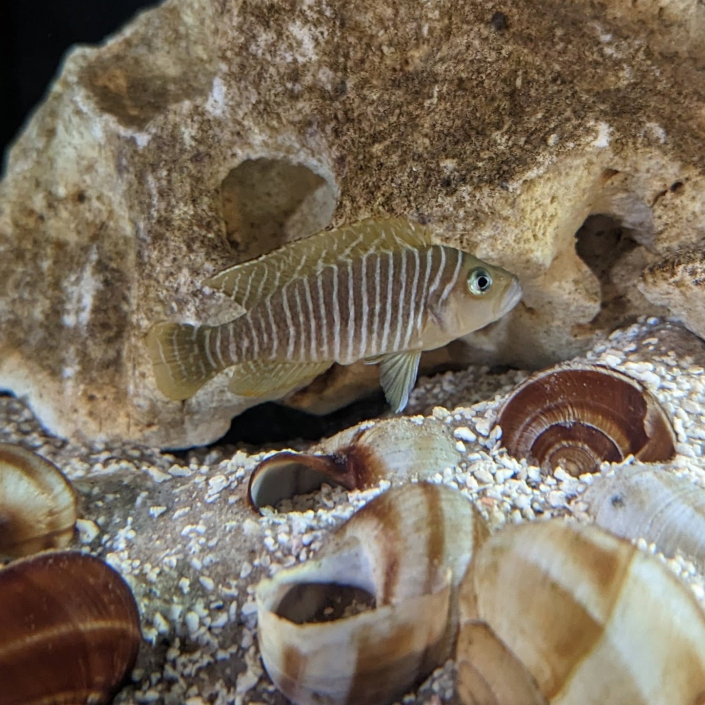 Neolamprologus Similis