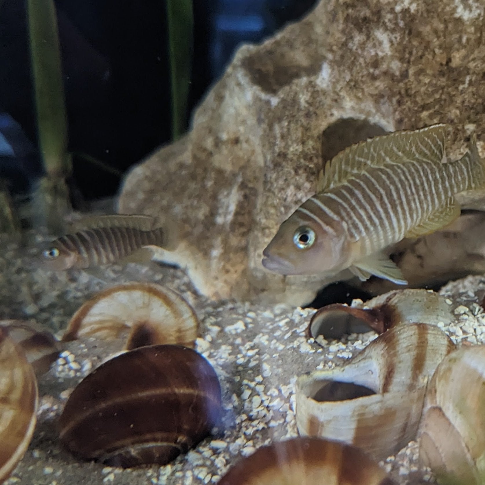Neolamprologus Similis