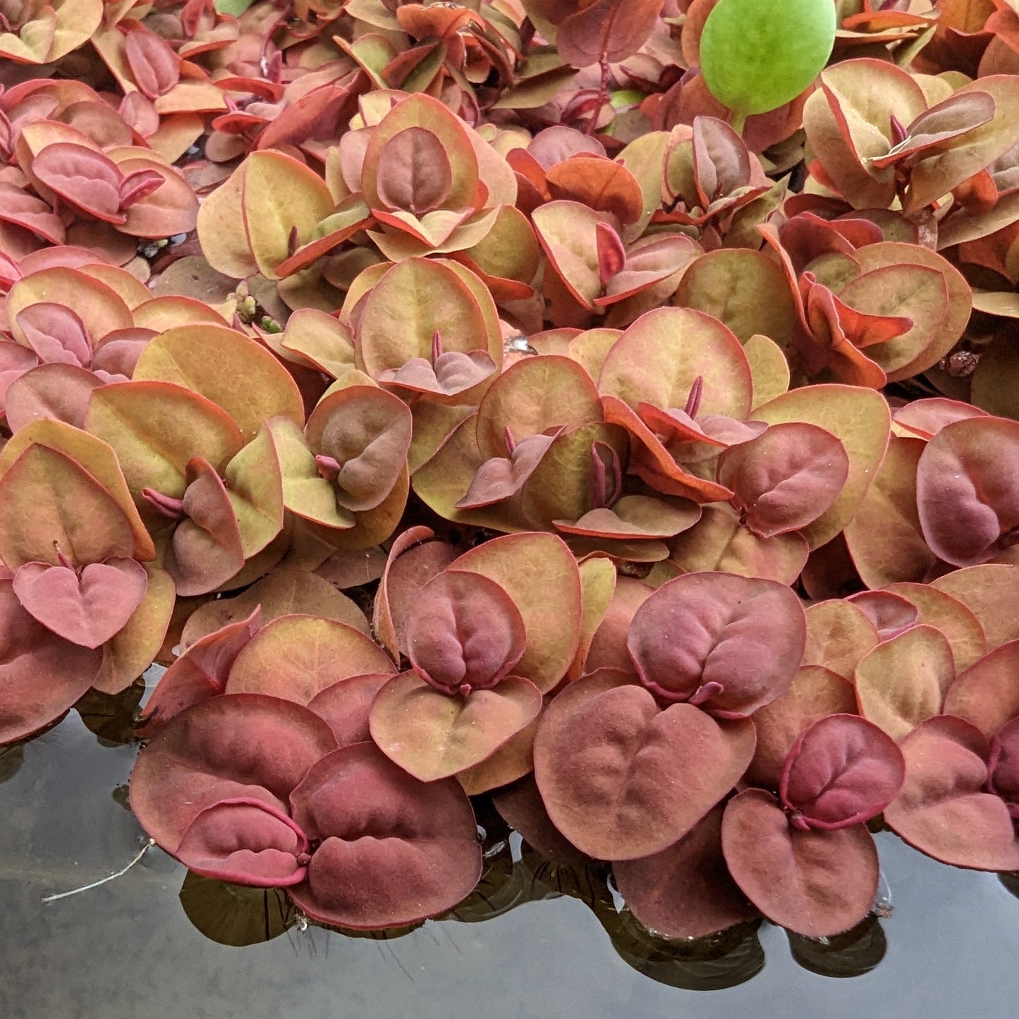 Plant - Red Root Floater - Phyllanthus Fluitans