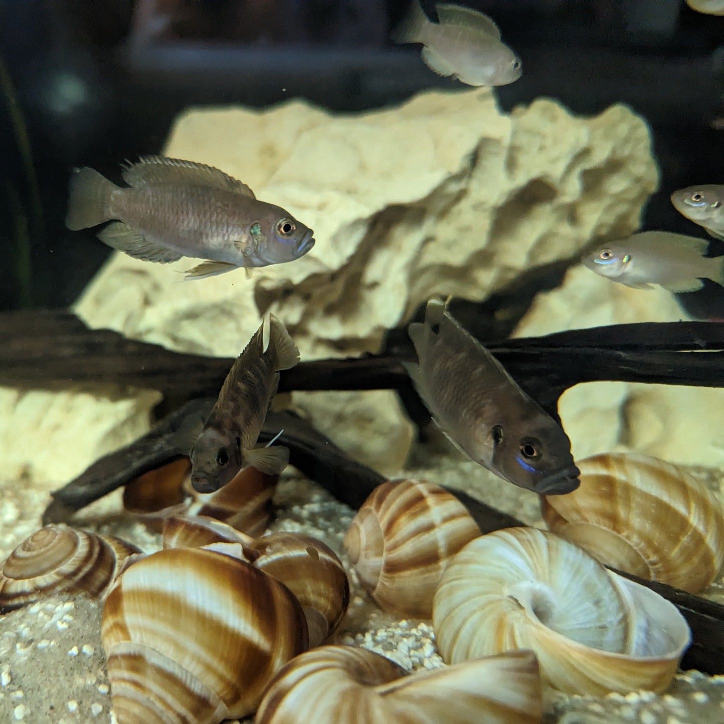 Group of Neolamprologus Brevis - Brevis Sun Spot over shells
