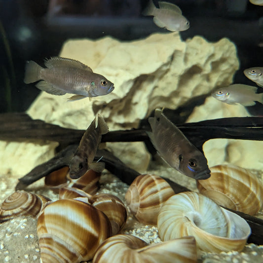 Group of Neolamprologus Brevis - Brevis Sun Spot over shells