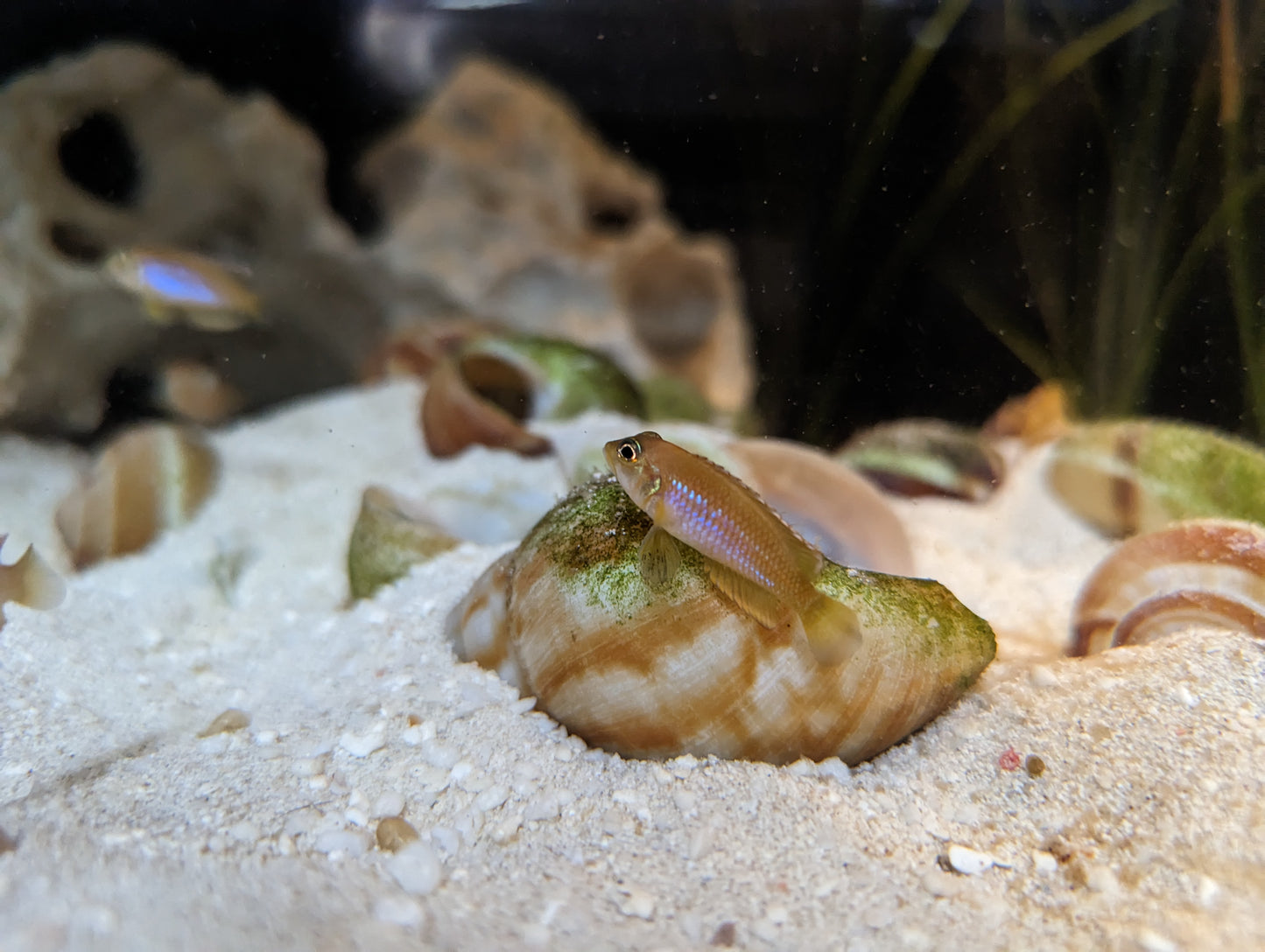 Lamprologus Ocellatus - Gold Ocellatus resting on shell