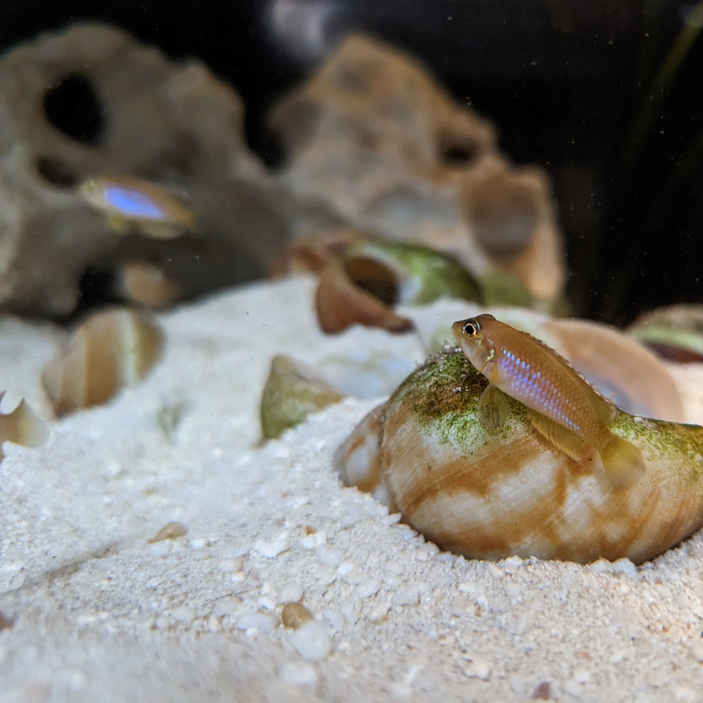 Lamprologus Ocellatus - Gold Ocellatus resting on shell