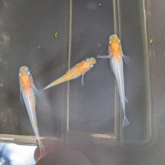 Kouhaku (Red & White) - Medaka Japanese Rice Fish - Oryzias Latipes Swiming in black bowl
