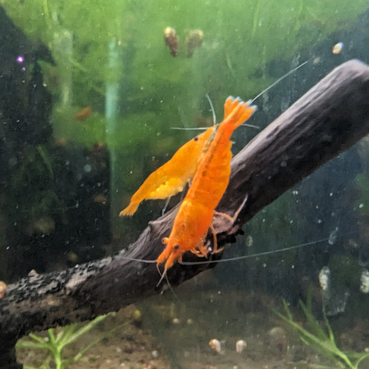 Orange Cherry shrimp on driftwood in aquarium