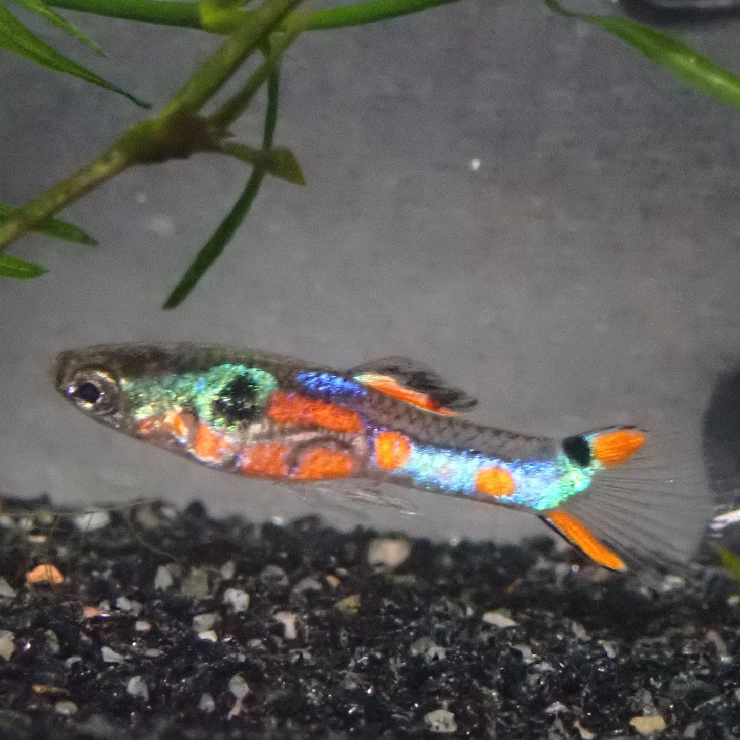 Reline Wild type Endler
