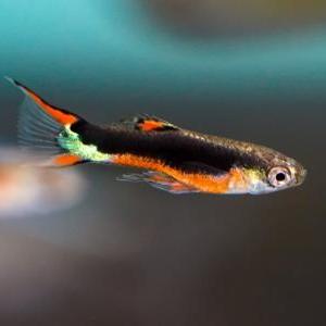 Endler's livebearer - Poecilia Wingei - Santa Maria