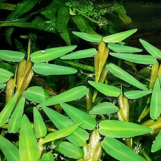 Plant - Floating Bamboo - Hygroryza Aristata