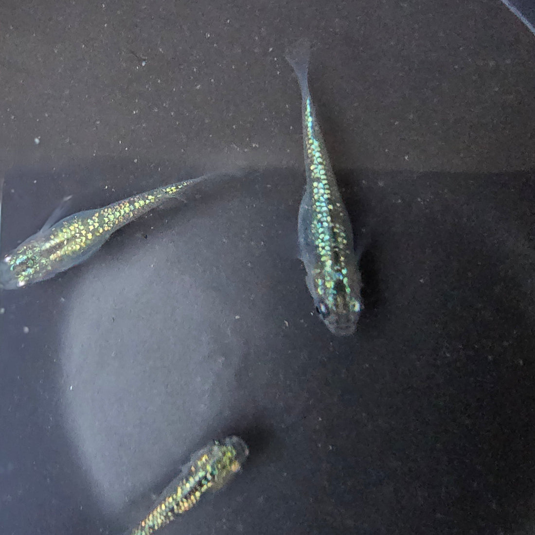 Blue Stardust Medaka, high glittery scales in a dark bowl