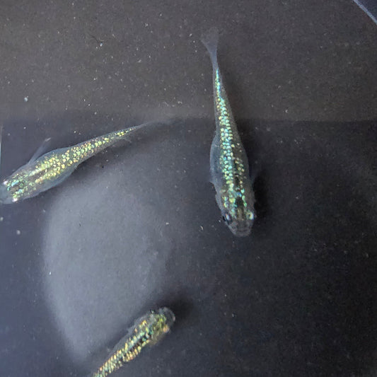 Blue Stardust Medaka, high glittery scales in a dark bowl