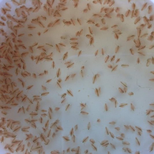 Culturing Daphnia | A Nutritious Live Food for All Stages