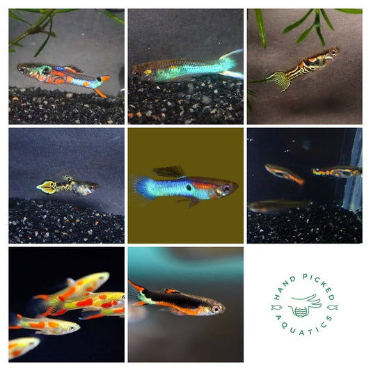 Endler Guppy Care and Breeding Guide: The Ultimate Nano Livebearer
