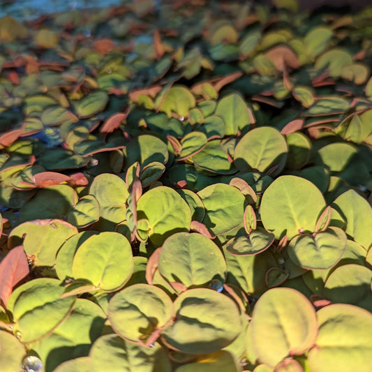Red Root Floaters in Pond