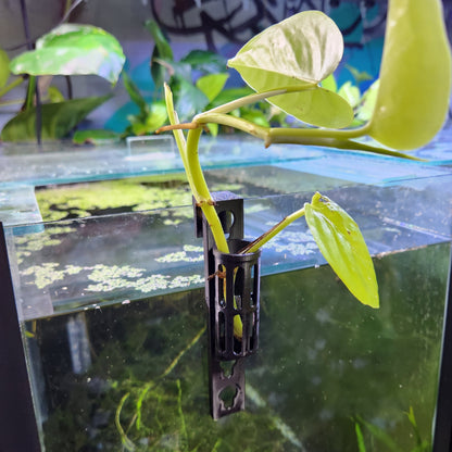 Cutting Keeper - Keep cuttings & plants in your aquarium