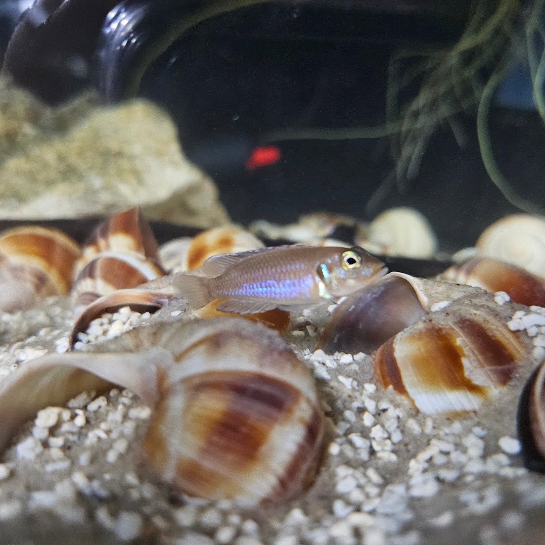 Lamprologus Ocellatus - Blue Ocellatus