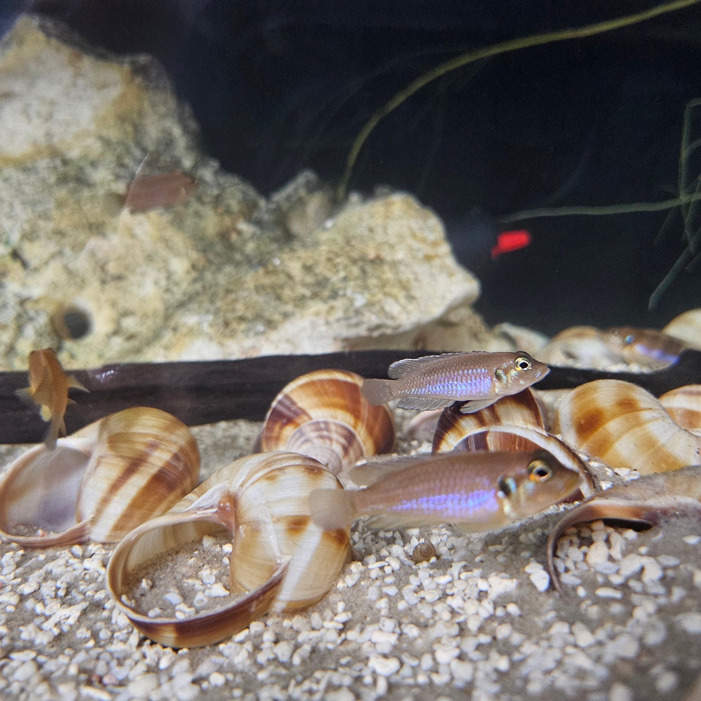 Lamprologus Ocellatus - Blue Ocellatus