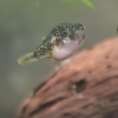 Pea Puffer - Carinotetraodon Travancoricus