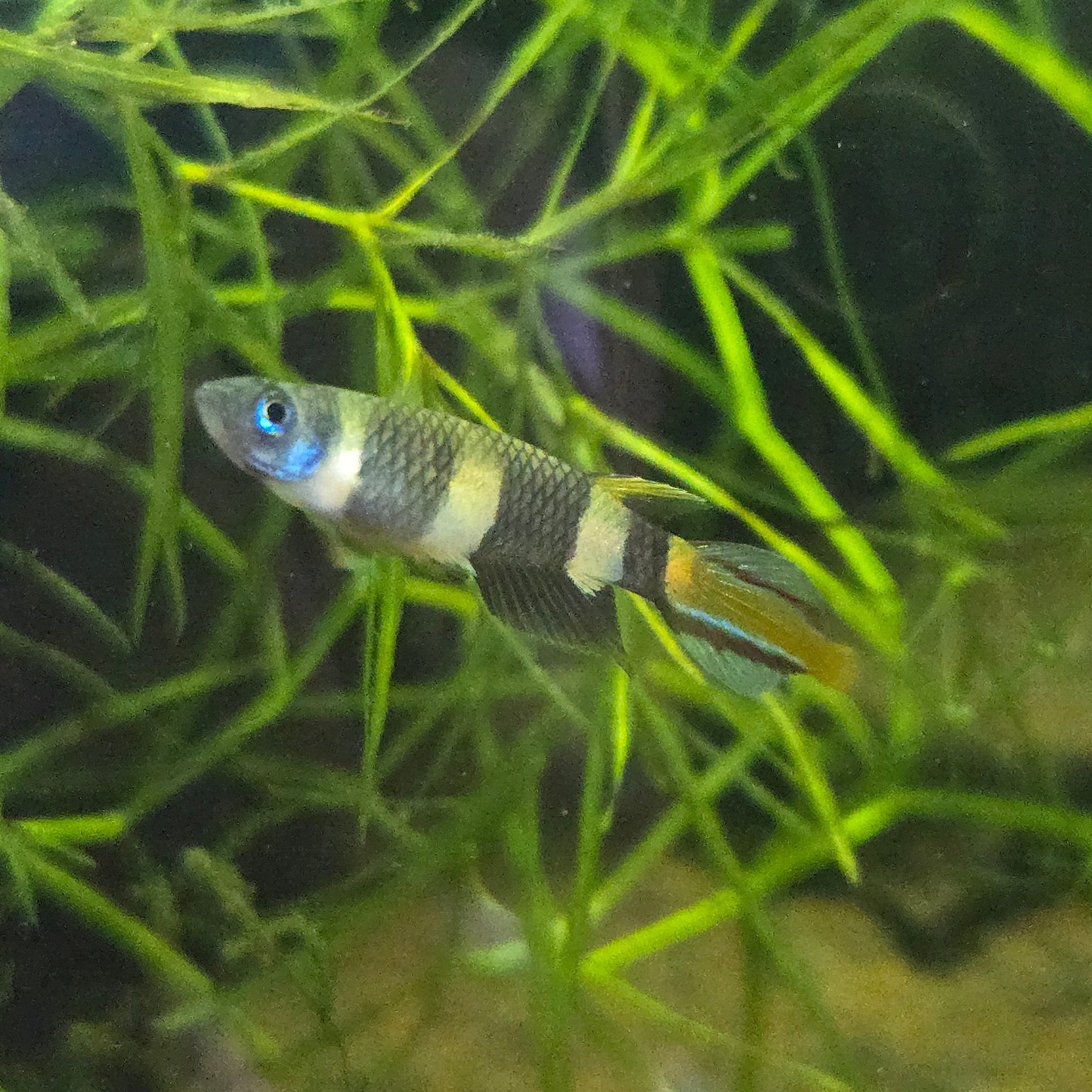 Clown killifish - Epiplatys Annulatus