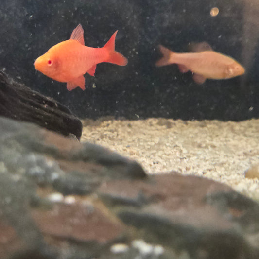 Albino Red Cherry Barb - Puntius Titteya