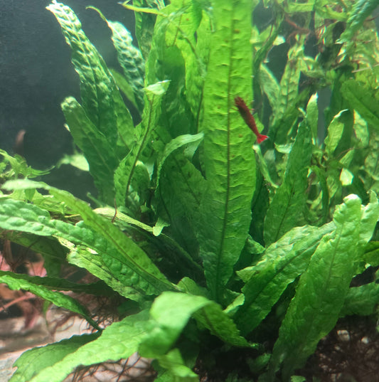 Philippine Java Fern