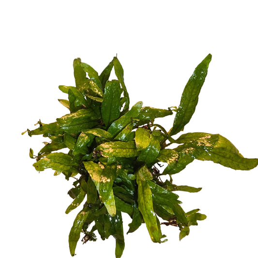 Mini Java Fern