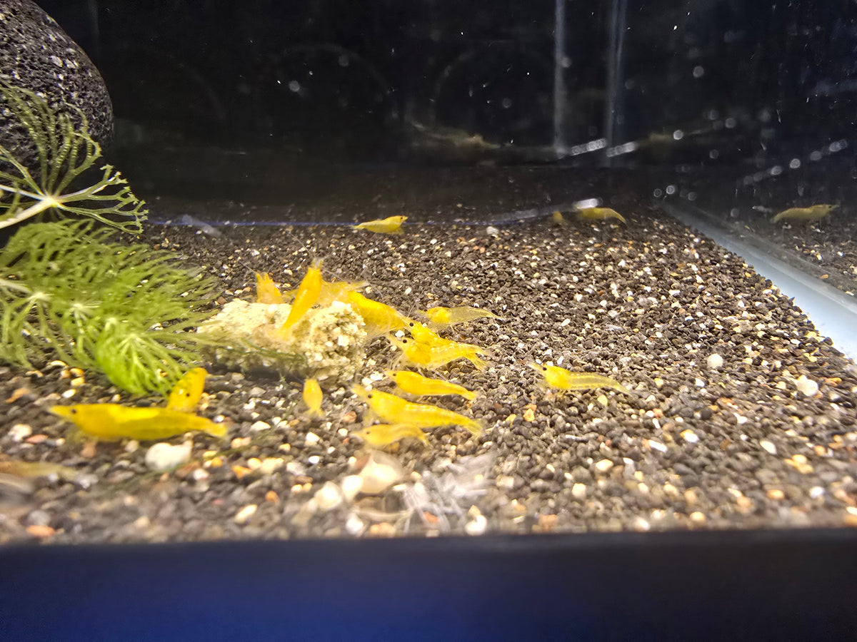 Cherry Shrimp - Yellow - Neocaridina Davidi