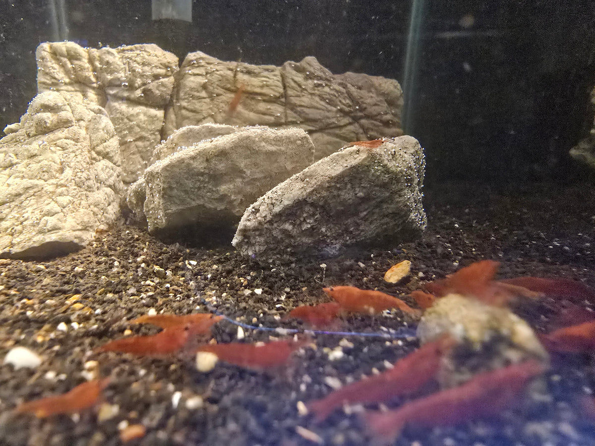 Cherry Shrimp - Fire Red - Neocaridina Davidi