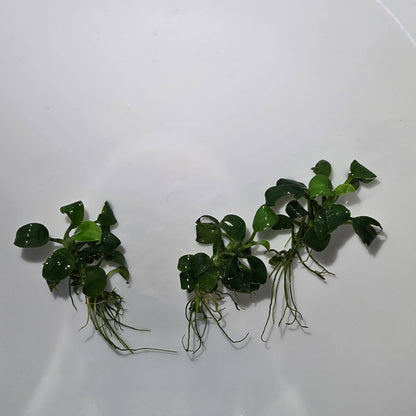 Anubias Nana Petite Thai (2017 Thailand Variety)