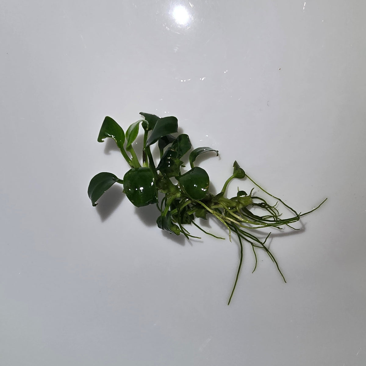Anubias Nana Petite Thai (2017 Thailand Variety)