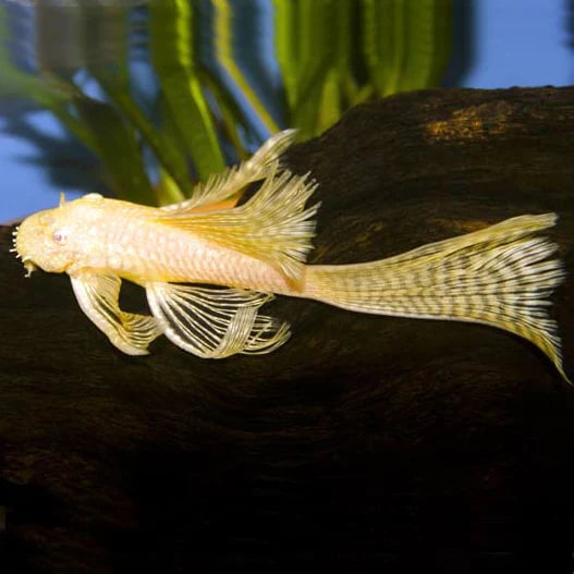 Longfin Albino Bristlenose Pelco Catfish