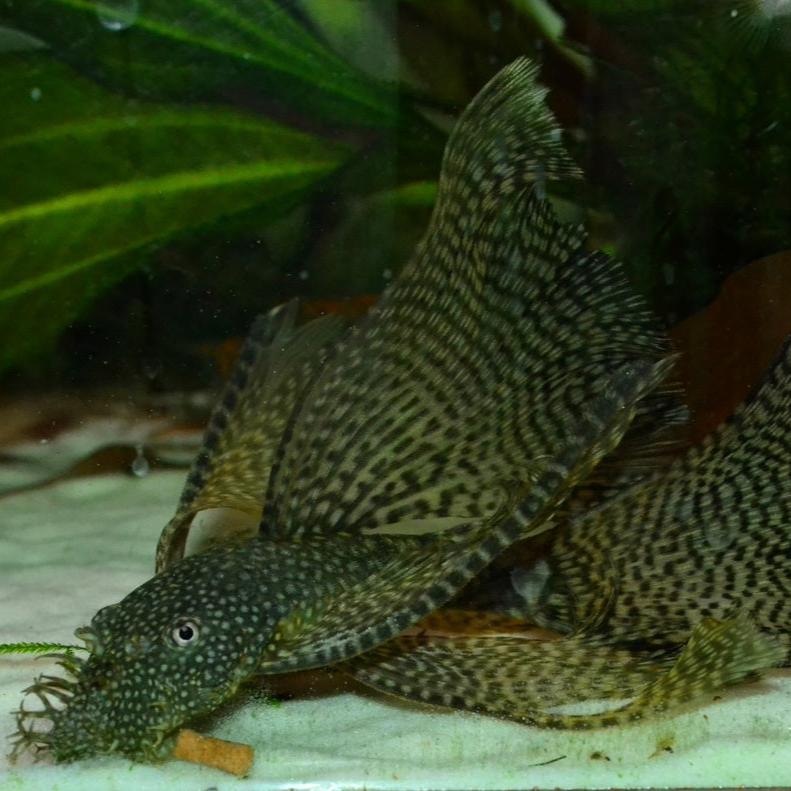 Longfin Common Bristlenose Pelco Catfish