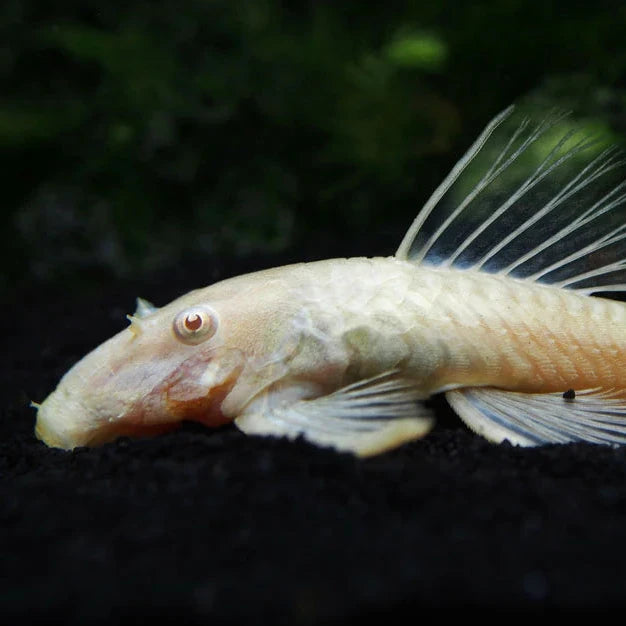 Shortfin Albino Bristlenose Pelco Catfish