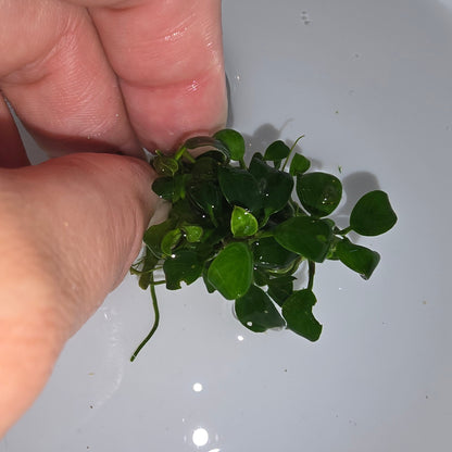 Anubias Nana Petite Thai (2017 Thailand Variety) Large clump 