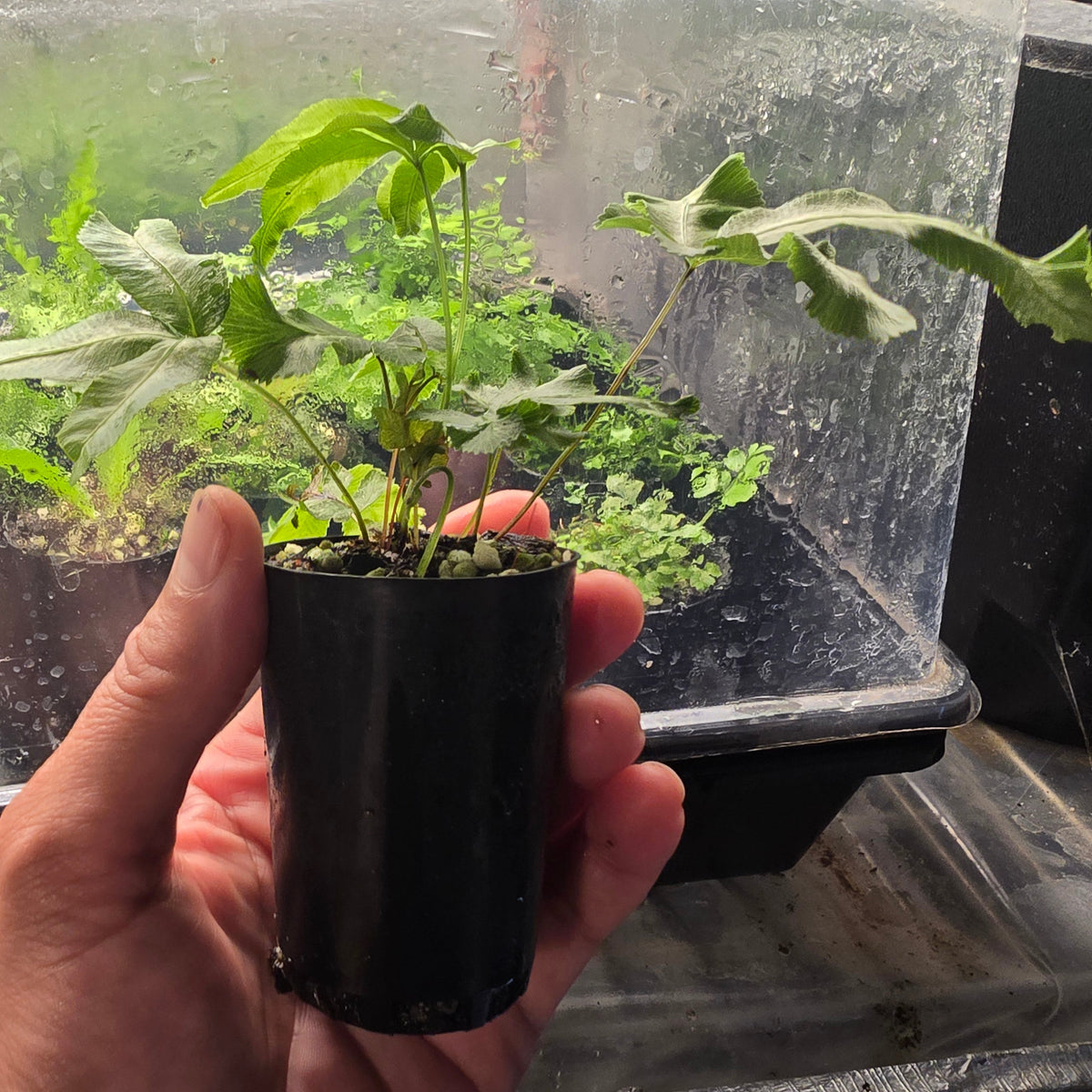 Assorted Terrarium Ferns (Tubestock)
