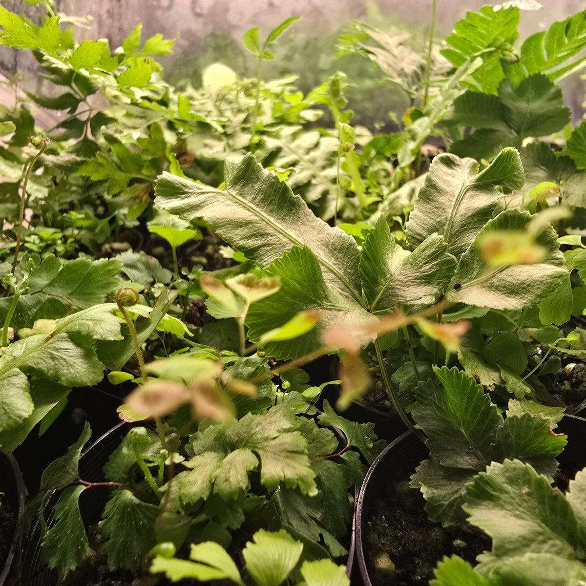 Assorted Terrarium Ferns Tubestock example types HPA