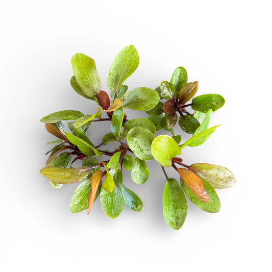 Green Echinodorus 'Big Bear' Emersed form on a white background