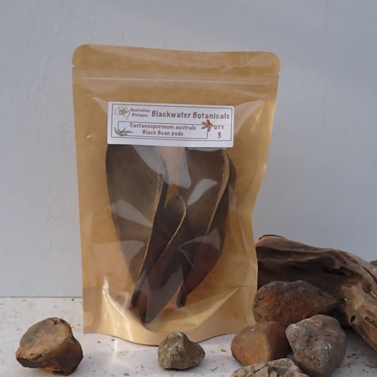 Black Bean Pods pack of 3 from Blackwater Botanicals