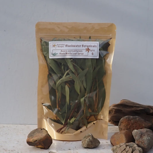 Black Wattle Leaf Sprigs x 6 | Blackwater Botanicals