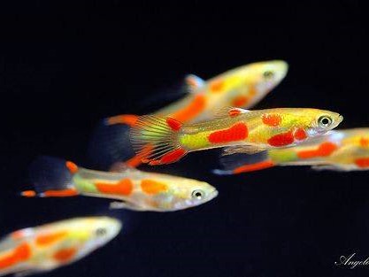 Endler's livebearer - Poecilia Wingei - Assorted Males only