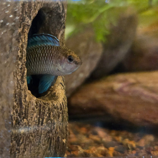 Blue Badis Badis male with head out of ceramic cave in planted aquarium.