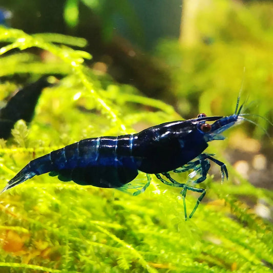 Blue Diamond Neocaridina Shrimp on Green Moss