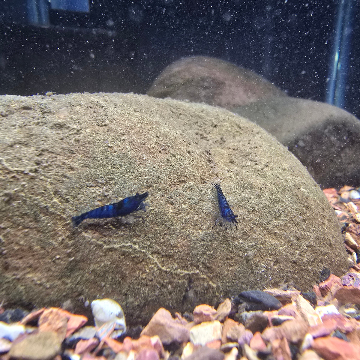 Blue Dream Shrimp - Neocaridina Davidi