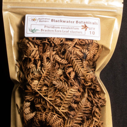 Bracken Fern Leaf Clusters x 10 | Blackwater Botanicals