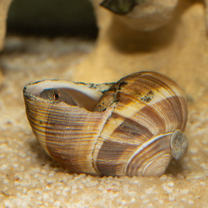 Neolamprologus Brevis - Brevis Sun Spot peaking out of shell 